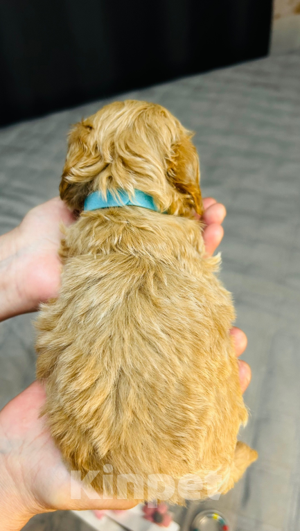 Собаки в Москве: Щенки мальтипу Мальчик, 60 000 руб. - фото 2