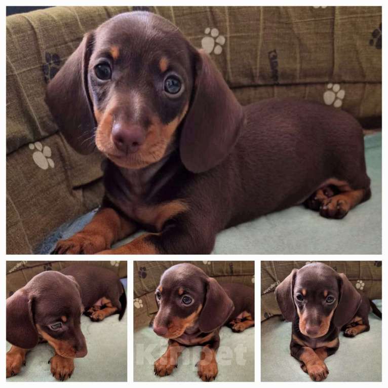 Собаки в Москве: Такса миниатюрная- шоколадный мальчик Мальчик, 45 000 руб. - фото 2