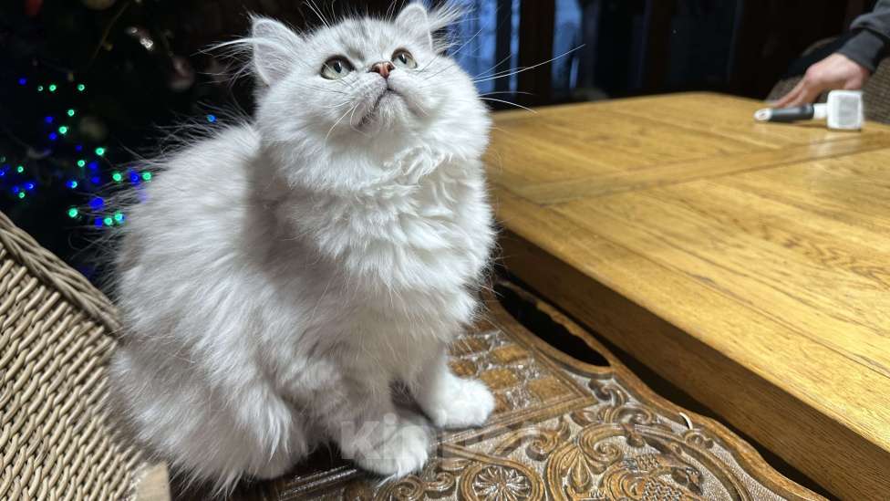 Кошки в Санкт-Петербурге: Скоттиш Хайленд страйт Девочка, 40 000 руб. - фото 7