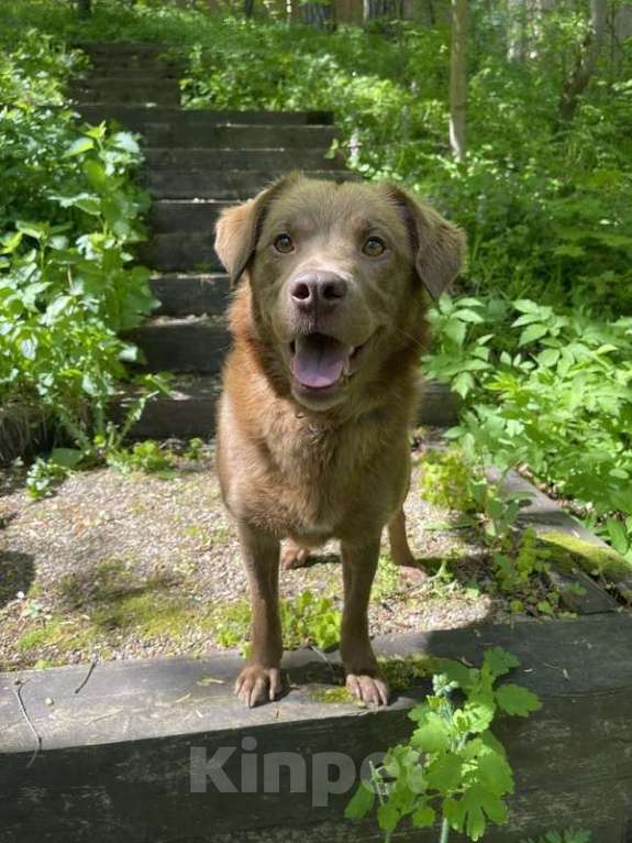 Собаки в Москве: Бордер-колли Ася в добрые руки Девочка, 1 руб. - фото 5