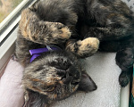 Кошки в Ростове-на-Дону: котенок в добрые руки Девочка, Бесплатно - фото 8