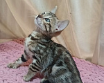 Кошки в других городах Свердловской области: Бенгальский котёнок Девочка, Бесплатно - фото 1