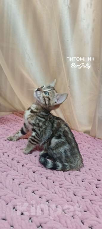 Кошки в других городах Свердловской области: Бенгальский котёнок Девочка, Бесплатно - фото 1