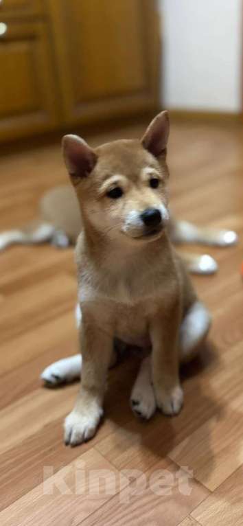 Собаки в Тюмени: Девочки породы Сиба ину Девочка, 35 000 руб. - фото 4