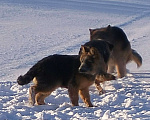 Собаки в других городах Красноярского края: щенки немецкой овчарки длинники Девочка, 45 000 руб. - фото 5