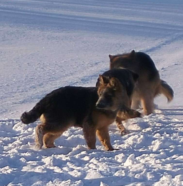 Собаки в других городах Красноярского края: щенки немецкой овчарки длинники Девочка, 45 000 руб. - фото 5