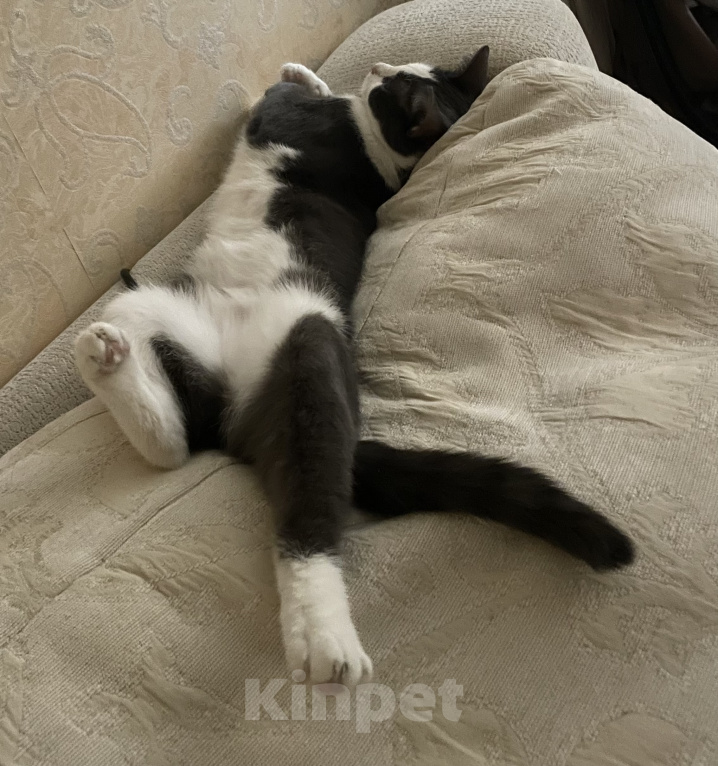 Кошки в Москве: Маришка ждёт тебя Девочка, Бесплатно - фото 6