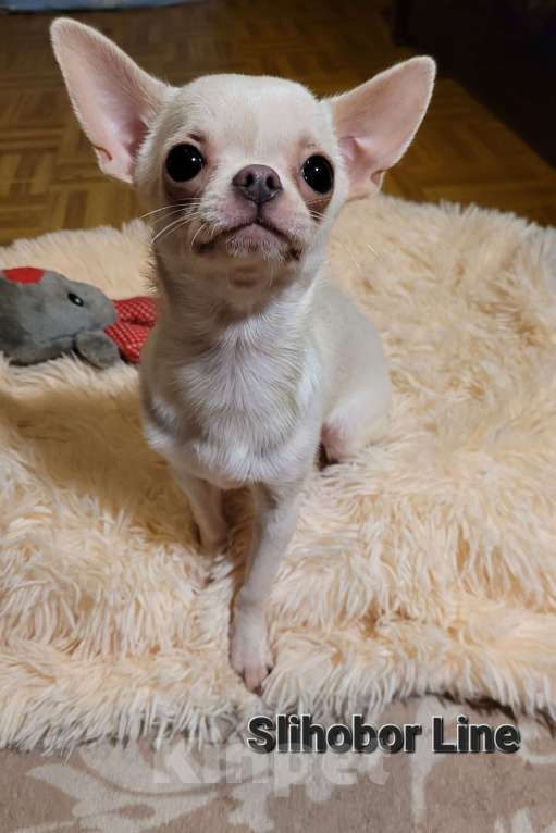 Собаки в Москве: Чихуа белая девочка Девочка, Бесплатно - фото 4