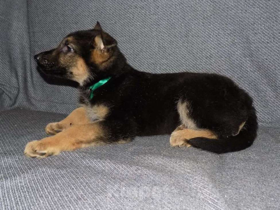 Собаки в Москве: Восточноевропейская овчарка, мальчики Мальчик, 20 000 руб. - фото 1