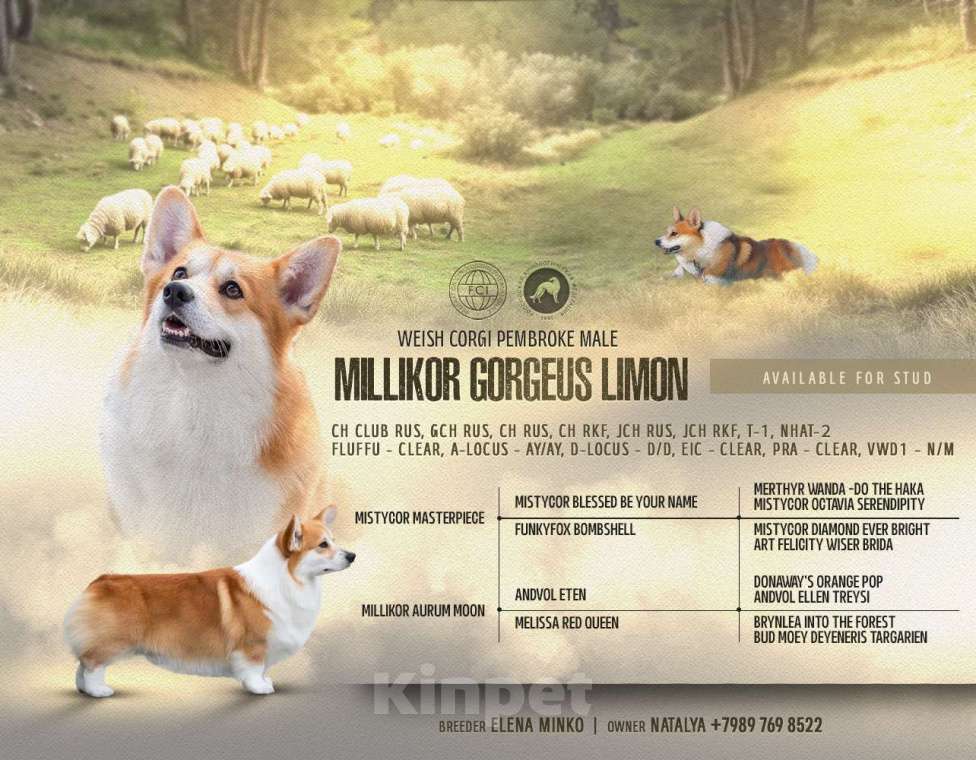 Собаки в Краснодаре: Вельш корги пемброк щенок Мальчик, 50 000 руб. - фото 8