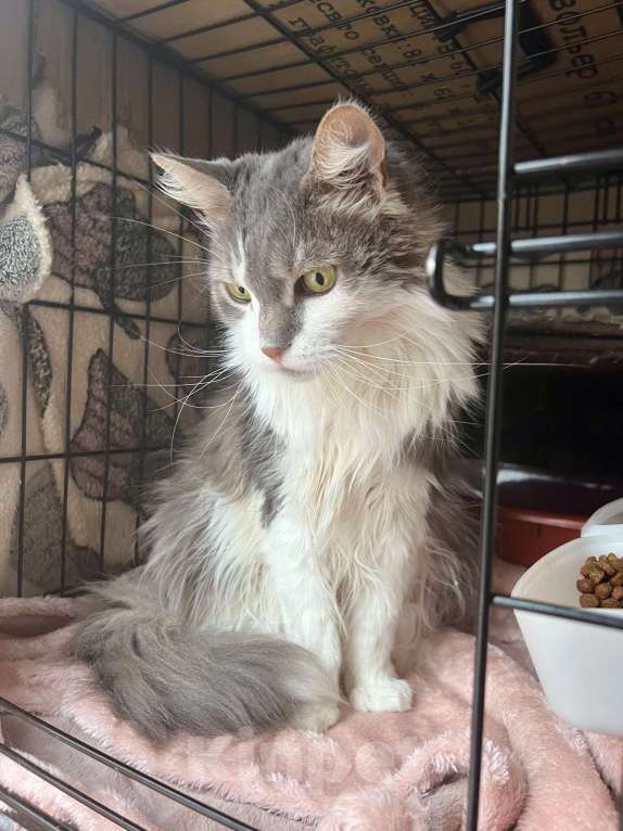 Кошки в Москве: Графиня - пушистая кошечка в добрые руки Девочка, Бесплатно - фото 8