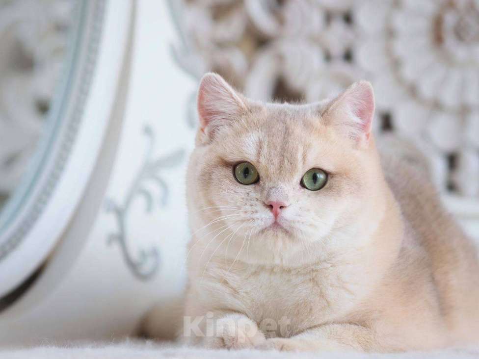 Кошки в Москве: Британский котенок Гром Мальчик, 100 000 руб. - фото 8