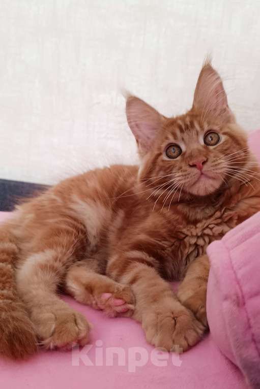 Кошки в Новосибирске: Детки мейн-кун полидакт в варежках Девочка, 20 000 руб. - фото 5