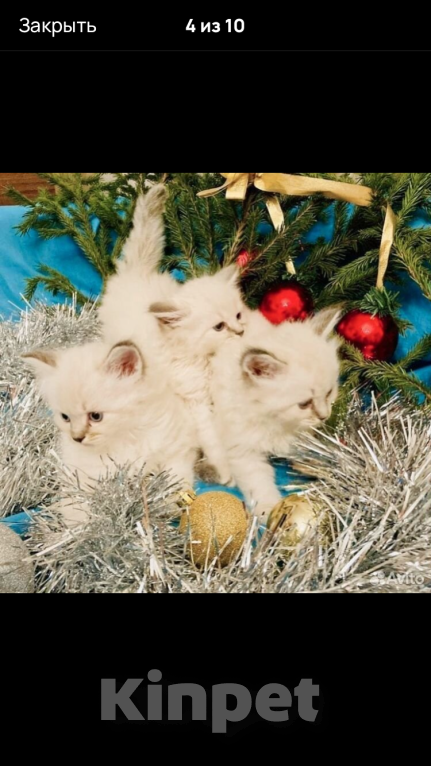 Кошки в Москве: Рэгдолл девочки Девочка, 35 000 руб. - фото 2