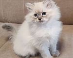 Кошки в других городах Московской области: Малышка Кокетка  Девочка, 80 000 руб. - фото 1