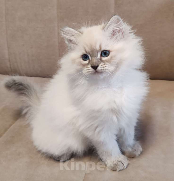 Кошки в других городах Московской области: Малышка Кокетка  Девочка, 80 000 руб. - фото 1