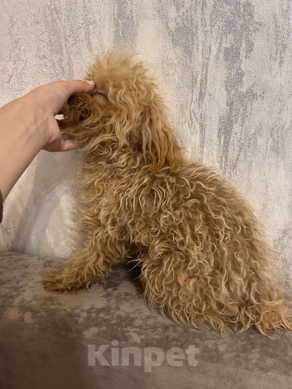 Собаки в Москве: Микро взрослый Мальчик, 300 000 руб. - фото 2