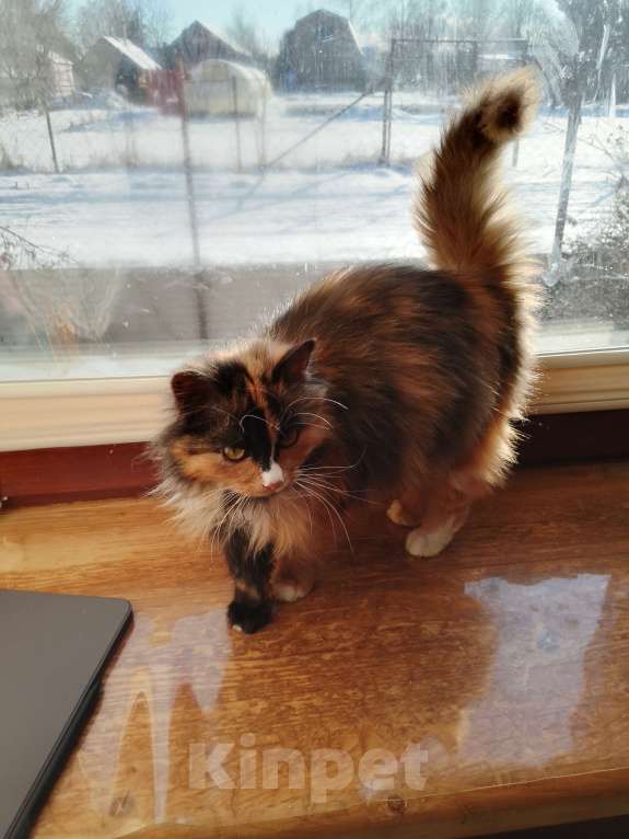 Кошки в других городах Смоленской области: Клёпа ищет себе компаньонов Девочка, 1 000 руб. - фото 2