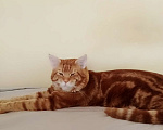 Кошки в Сочи: Котята метисы Мейн Куна с генами шотландской вислоухой кошки  Мальчик, 1 500 руб. - фото 3