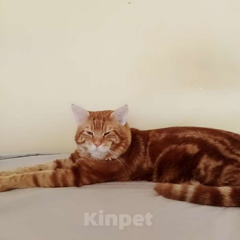 Кошки в Сочи: Котята метисы Мейн Куна с генами шотландской вислоухой кошки  Мальчик, 1 500 руб. - фото 3