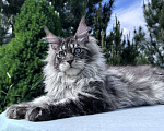 Кошки в Москве: Котёнок мейн-кун мальчик Veyron Lexy — глаза цвета неба и шерсть, в которую хочется зарыться Мальчик, 135 000 руб. - фото 6