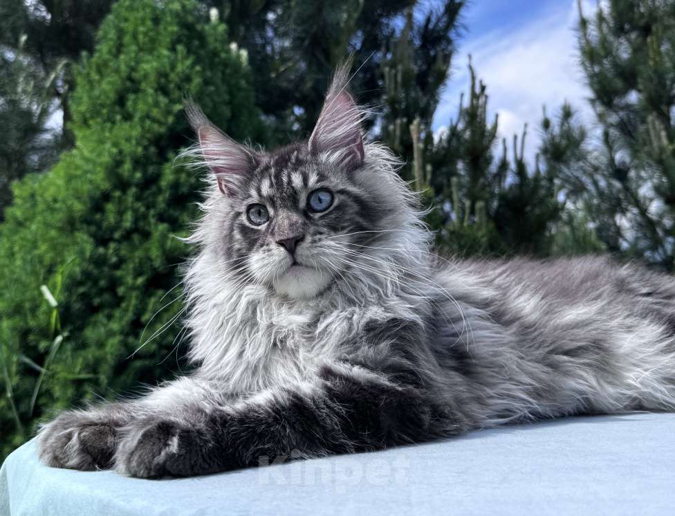 Кошки в Москве: Котёнок мейн-кун мальчик Veyron Lexy — глаза цвета неба и шерсть, в которую хочется зарыться Мальчик, 135 000 руб. - фото 6