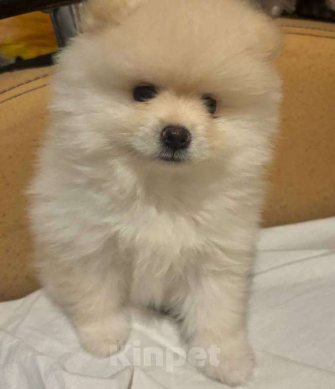Собаки в Воронеже: Померанский шпиц мини белый Мальчик, 20 000 руб. - фото 4