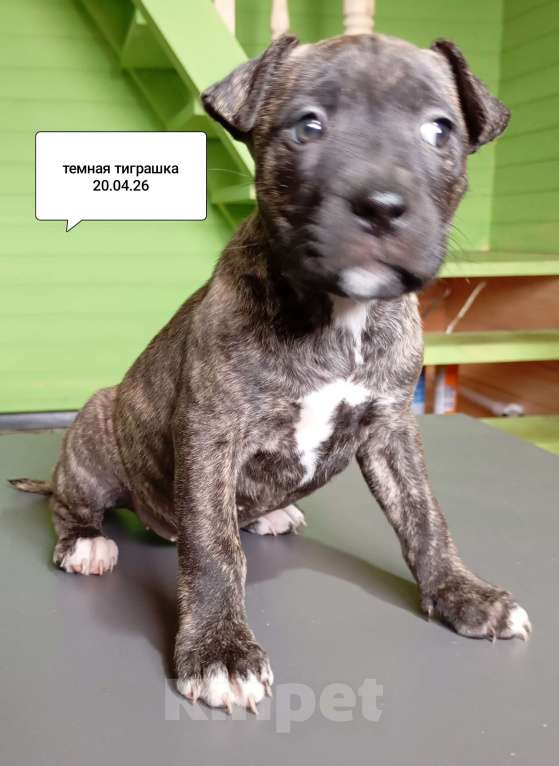 Собаки в других городах Московской области: Американский питбультерьер .Девочка Девочка, 25 000 руб. - фото 4