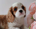 Собаки в других городах Московской области: Кавалер Кинг Чарльз спаниель, мальчик Мальчик, 70 000 руб. - фото 1