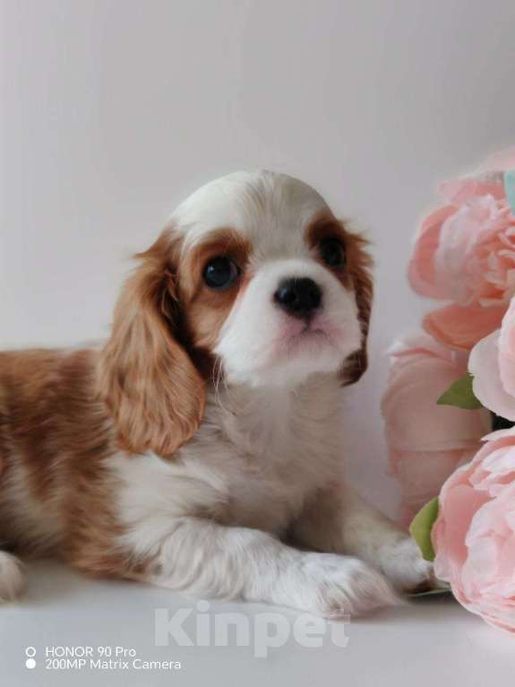 Собаки в других городах Московской области: Кавалер Кинг Чарльз спаниель, мальчик Мальчик, 70 000 руб. - фото 1