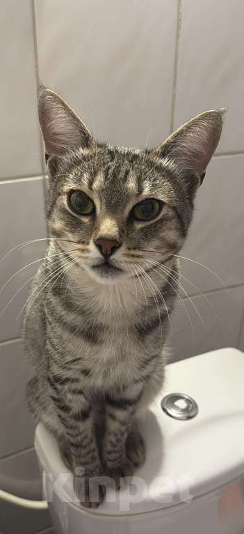 Кошки в Сочи: Ищем кота, Ричард!!!Срочно!!! Мальчик, 5 500 руб. - фото 1