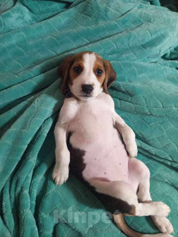 Собаки в других городах Тверской области: Щенки Эстонской Гончей. Девочка, 10 000 руб. - фото 2