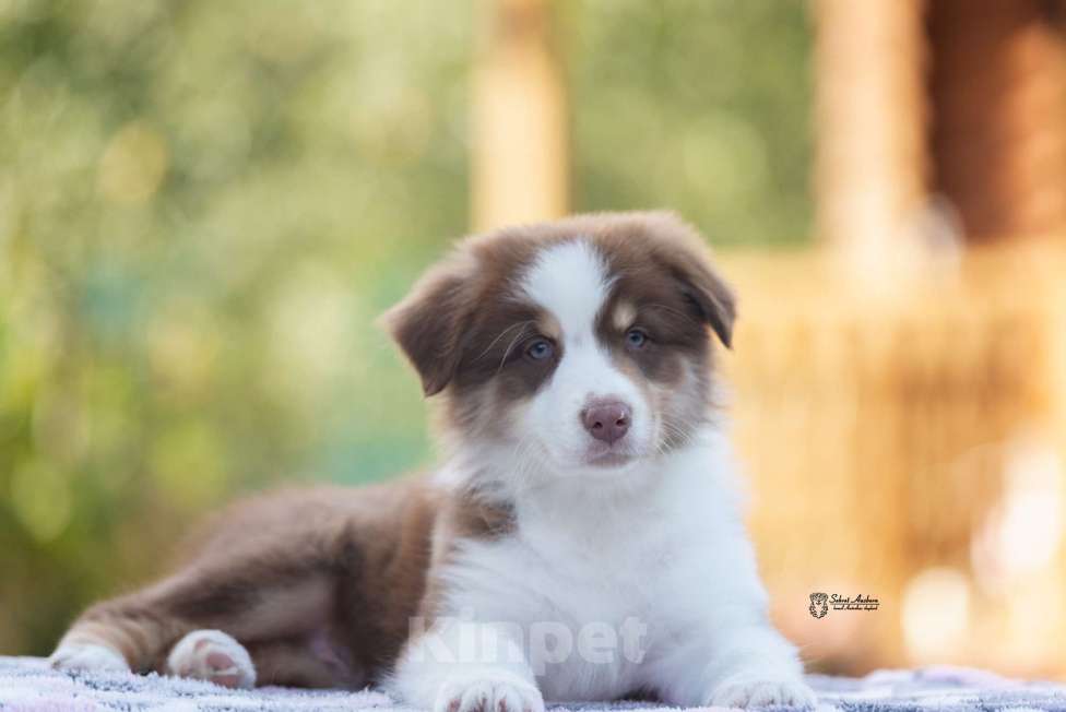 Собаки в Москве: австралийская овчарка аусси Мальчик, 60 000 руб. - фото 2
