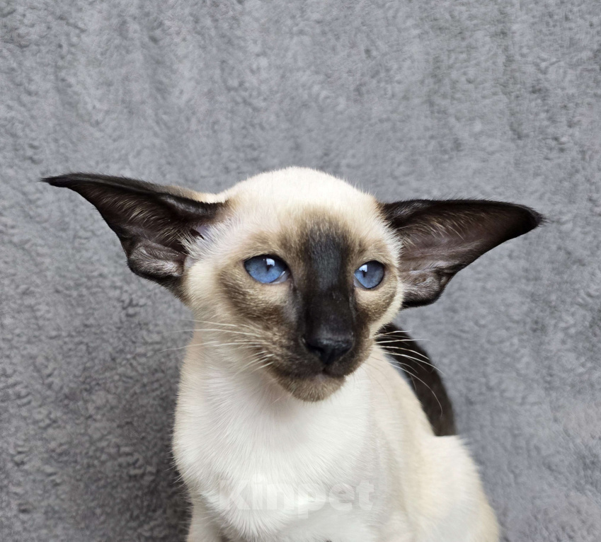 Кошки в Иркутске: Ориентальный котенок Мальчик, 120 000 руб. - фото 1