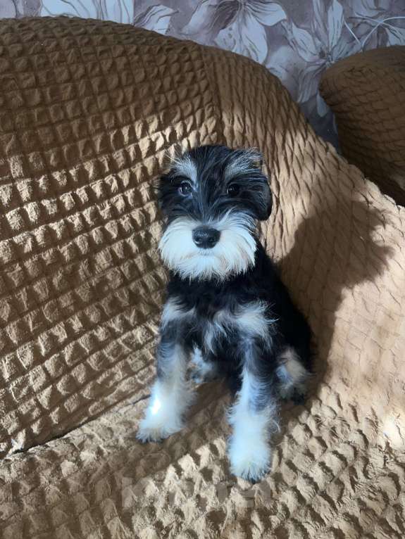 Собаки в Ставрополе: Щенок цвергшнауцер  Мальчик, 35 000 руб. - фото 3