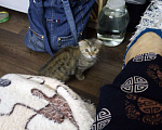 Кошки в Славгороде: Котенок, 2месяца,девочка, Девочка, 1 000 руб. - фото 2