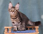 Кошки в Мытищах: Котенок Мейн-кун Мальчик, 40 000 руб. - фото 5