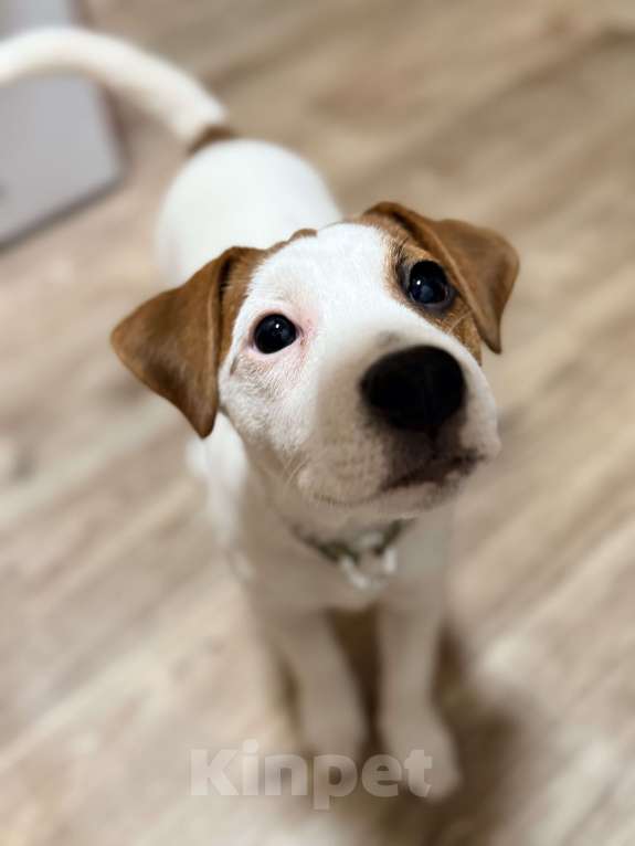 Собаки в Вятском Поляне: Продаю щенка Джек Рассел терьер девочка Девочка, 15 000 руб. - фото 4