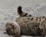 Кошки в Каспийске: Котик Тигра ищет дом Мальчик, Бесплатно - фото 1