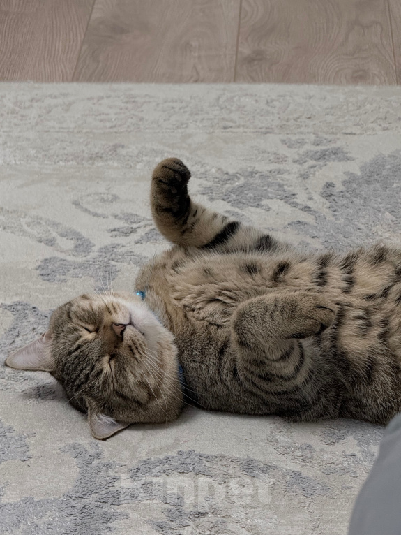 Кошки в Каспийске: Котик Тигра ищет дом Мальчик, Бесплатно - фото 1