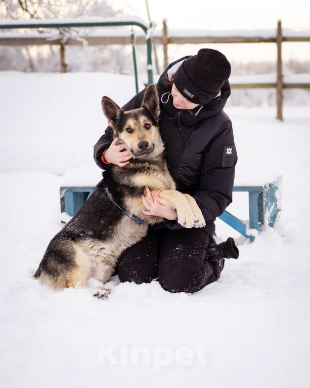 Собаки в Москве: Коржик, 2 года ищет дом Мальчик, Бесплатно - фото 6