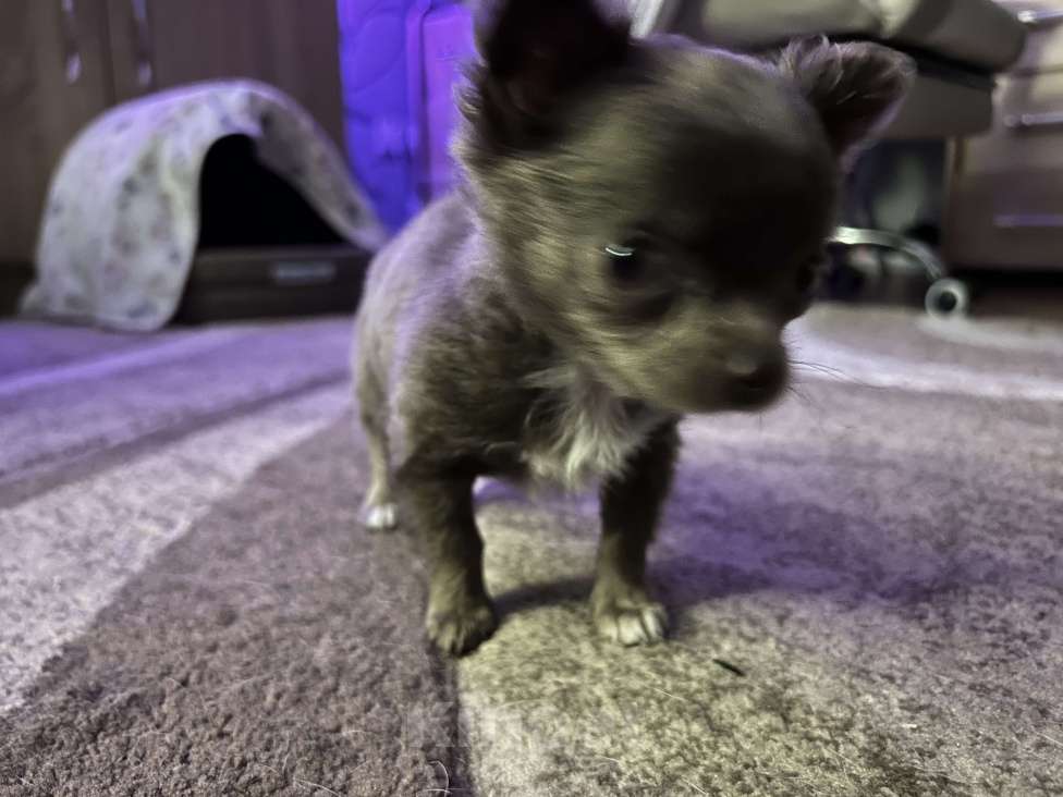 Собаки в Краснодаре: Лиловая девочка чихуахуа Девочка, 17 000 руб. - фото 3