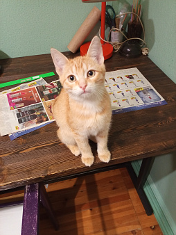 Котёнку нужен дом