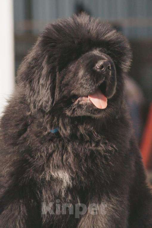 Собаки в других городах Тверской области: Щенки тибетского мастифа Девочка, Бесплатно - фото 7