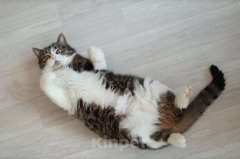 Кошки в Санкт-Петербурге: Шарлотта из приюта в добрые руки Девочка, Бесплатно - фото 4