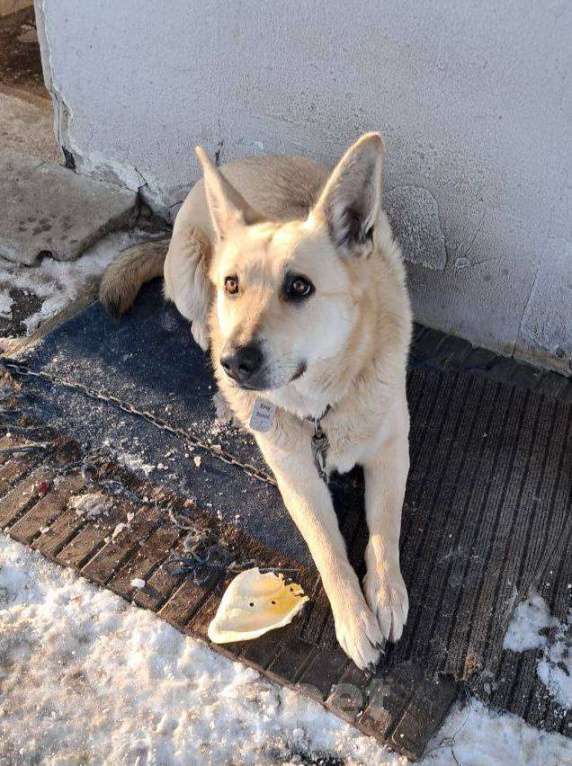 Собаки в других городах Владимирской области: Добрая Пальмочка в поисках дома! Девочка, Бесплатно - фото 1