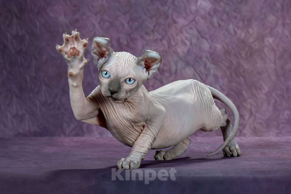 Кошки в Самаре: Чудо Aramis Мальчик, Бесплатно - фото 3