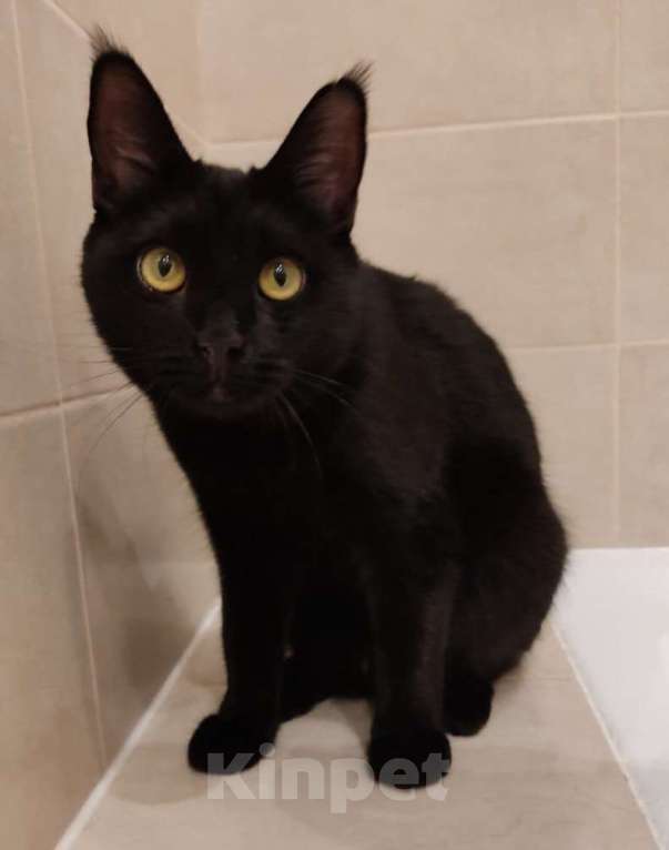 Кошки в Москве: Кошечка метис мейн-куна ищет дом Девочка, 200 руб. - фото 1