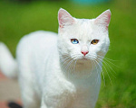 Кошки в Белоусовом: два белых котика ищут дом Мальчик, 100 руб. - фото 2