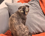 Кошки в Казани: Кошечка-химера в добрые руки Девочка, Бесплатно - фото 4